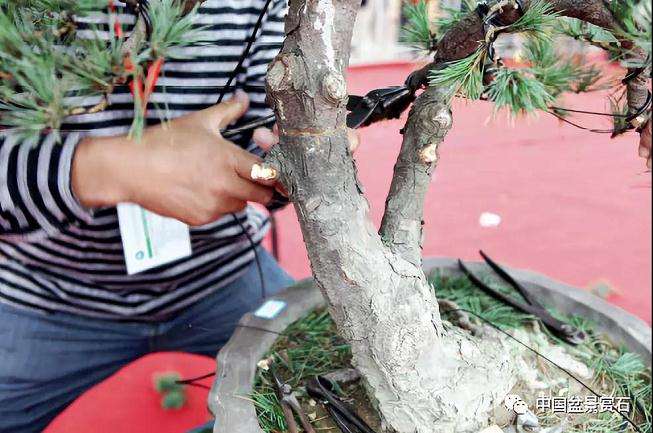 图解 胡乐国用高干垂枝法制作松树盆景