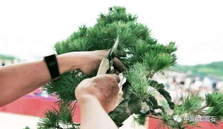图解 胡乐国用高干垂枝法制作松树盆景