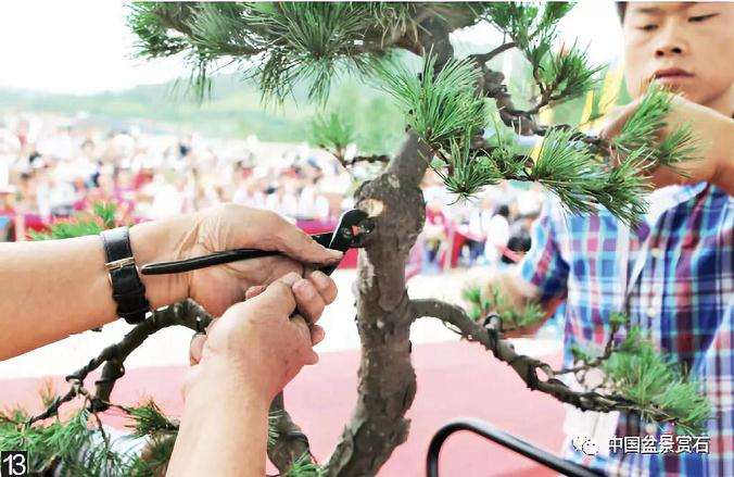 图解 胡乐国用高干垂枝法制作松树盆景