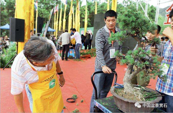 图解 胡乐国用高干垂枝法制作松树盆景