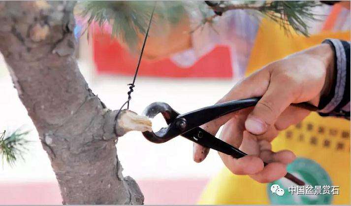 图解 胡乐国用高干垂枝法制作松树盆景