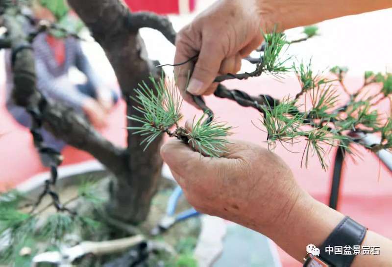 图解 胡乐国用高干垂枝法制作松树盆景