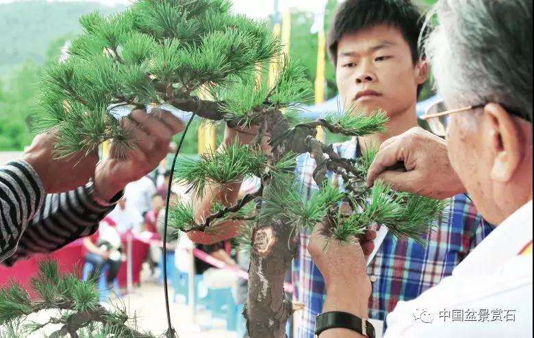 图解 胡乐国用高干垂枝法制作松树盆景