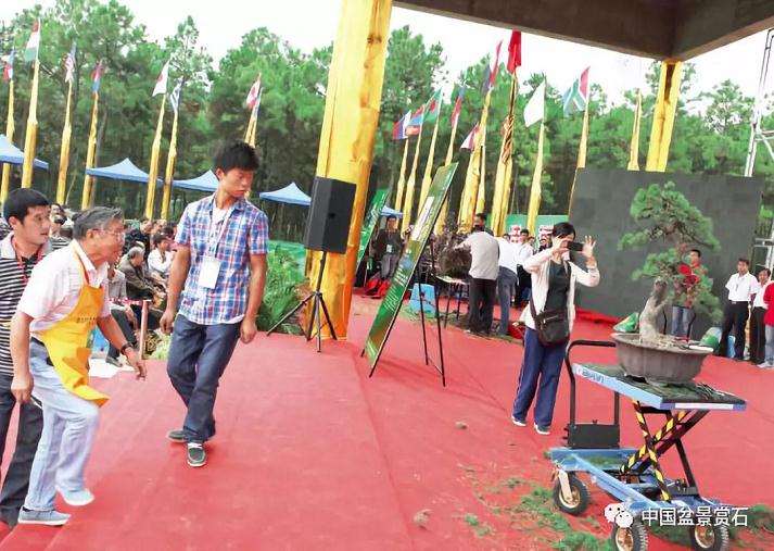 图解 胡乐国用高干垂枝法制作松树盆景