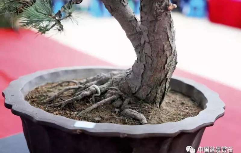 图解 胡乐国用高干垂枝法制作松树盆景