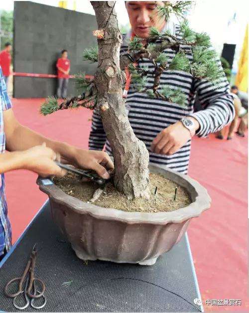图解 胡乐国用高干垂枝法制作松树盆景