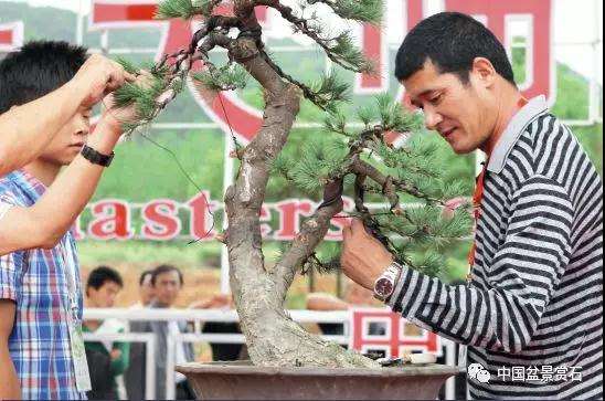 图解 胡乐国用高干垂枝法制作松树盆景