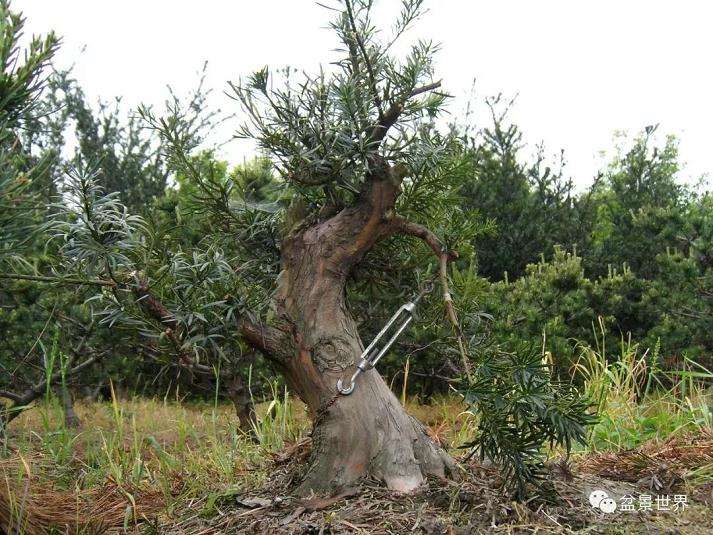 图解 罗汉松盆景《观潮》造型制作全过程