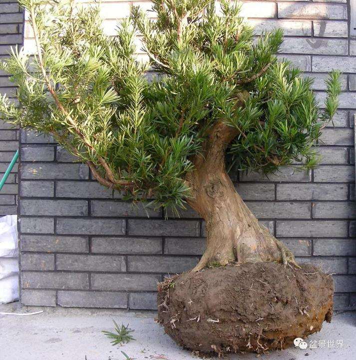 图解 罗汉松盆景《观潮》造型制作全过程