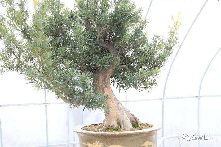 图解 罗汉松盆景《观潮》造型制作全过程