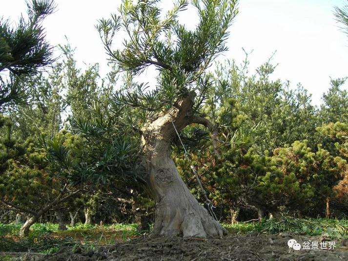 图解 罗汉松盆景《观潮》造型制作全过程