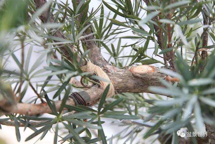 图解 罗汉松盆景《观潮》造型制作全过程