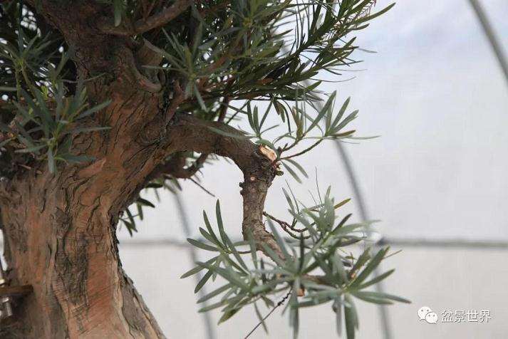 图解 罗汉松盆景《观潮》造型制作全过程