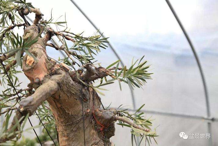 图解 罗汉松盆景《观潮》造型制作全过程