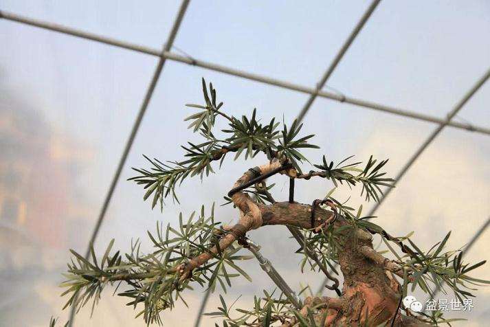 图解 罗汉松盆景《观潮》造型制作全过程