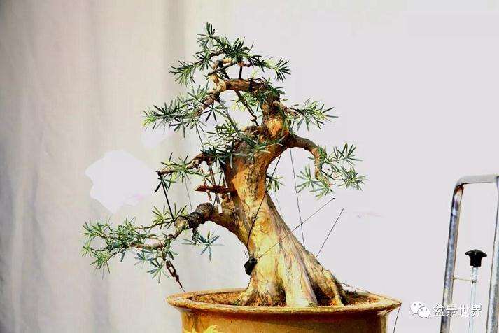 图解 罗汉松盆景《观潮》造型制作全过程