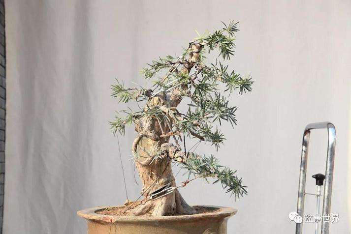 图解 罗汉松盆景《观潮》造型制作全过程