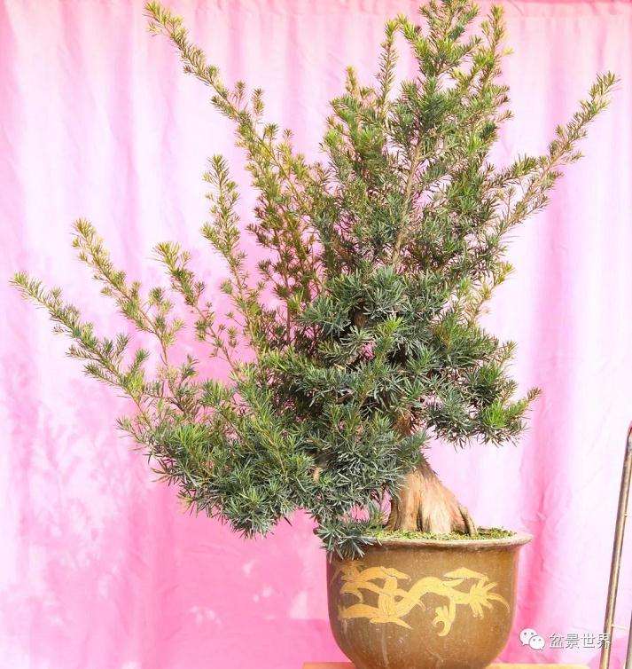 图解 罗汉松盆景《观潮》造型制作全过程