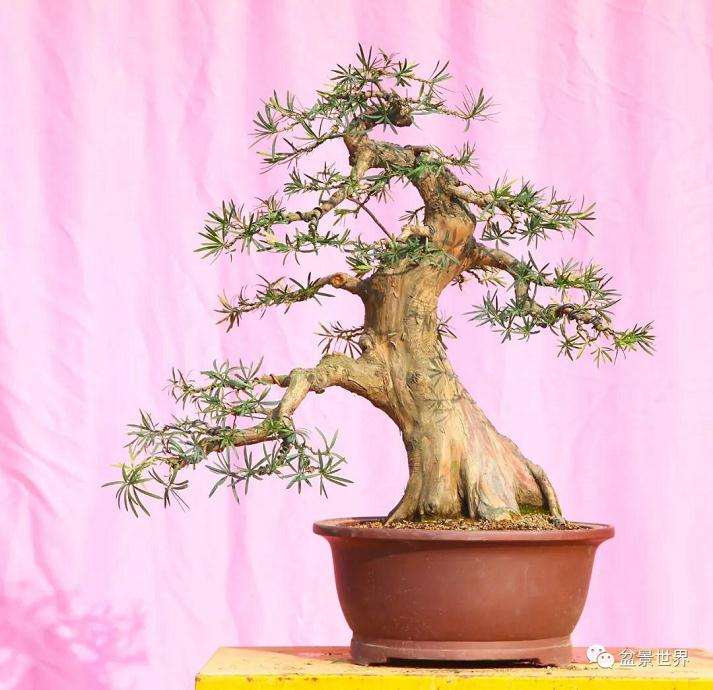 图解 罗汉松盆景《观潮》造型制作全过程