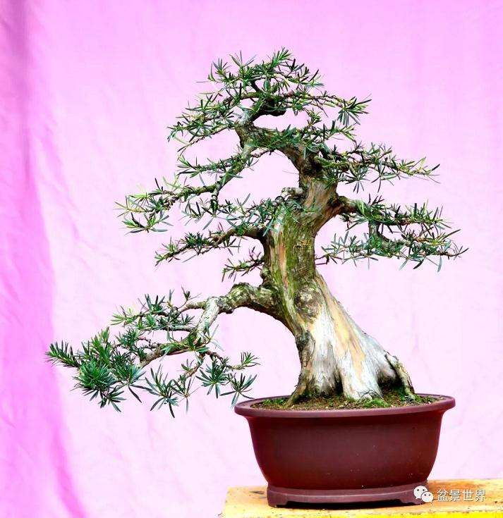 图解 罗汉松盆景《观潮》造型制作全过程