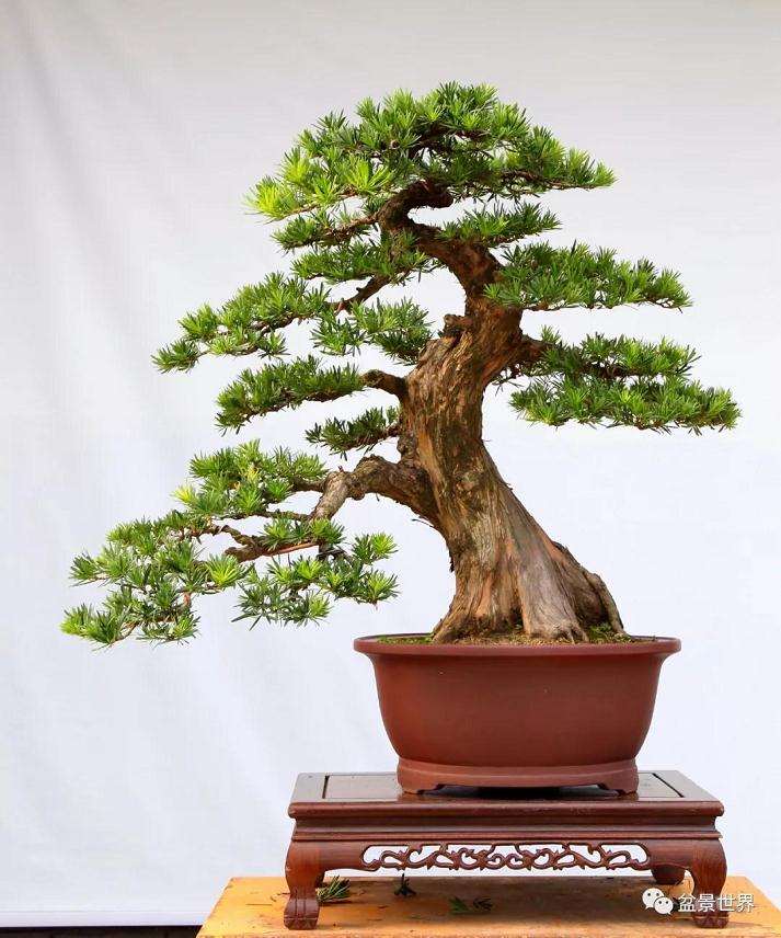 图解 罗汉松盆景《观潮》造型制作全过程