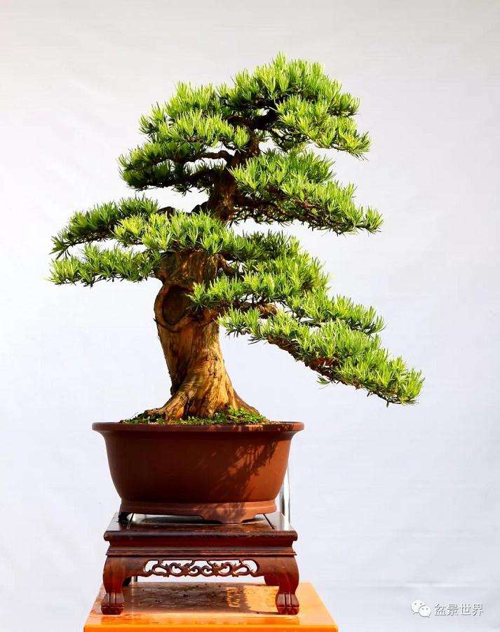 图解 罗汉松盆景《观潮》造型制作全过程