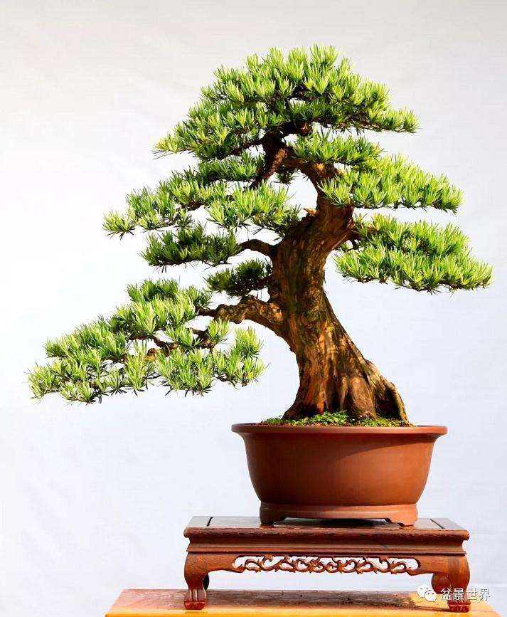 图解 罗汉松盆景《观潮》造型制作全过程