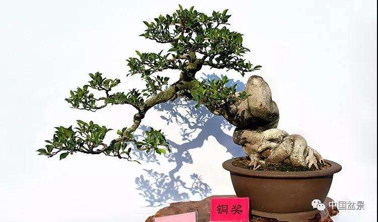 盆景枝干怎么造型才很有气势