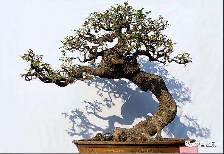 盆景枝干怎么造型才很有气势
