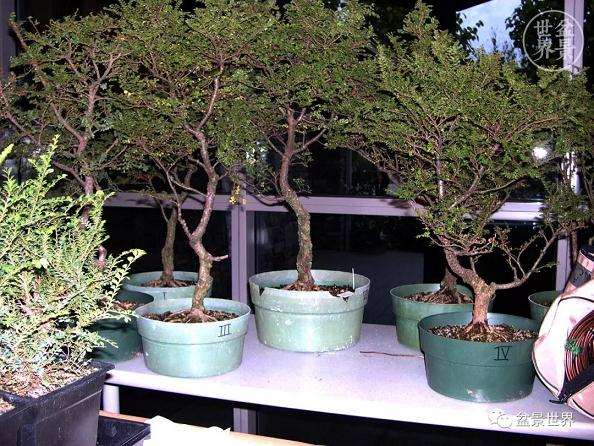 赵庆泉大师制作做丛林盆景的过程