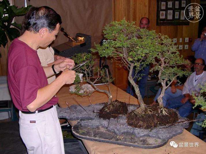 图解 赵庆泉大师制作做丛林盆景的过程