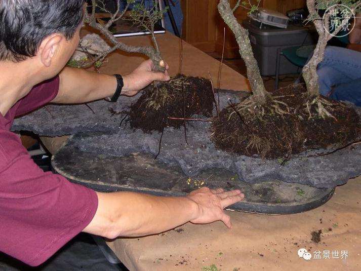图解 赵庆泉大师制作做丛林盆景的过程