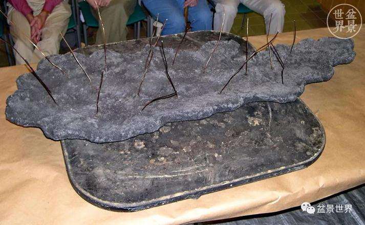 图解 赵庆泉大师制作做丛林盆景的过程