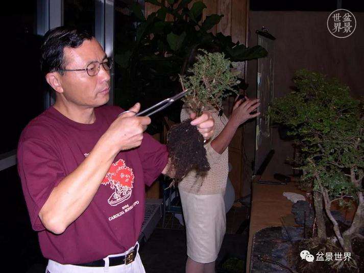图解 赵庆泉大师制作做丛林盆景的过程