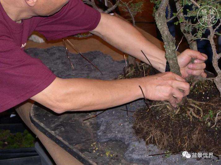 图解 赵庆泉大师制作做丛林盆景的过程