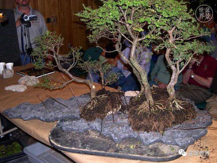 图解 赵庆泉大师制作做丛林盆景的过程