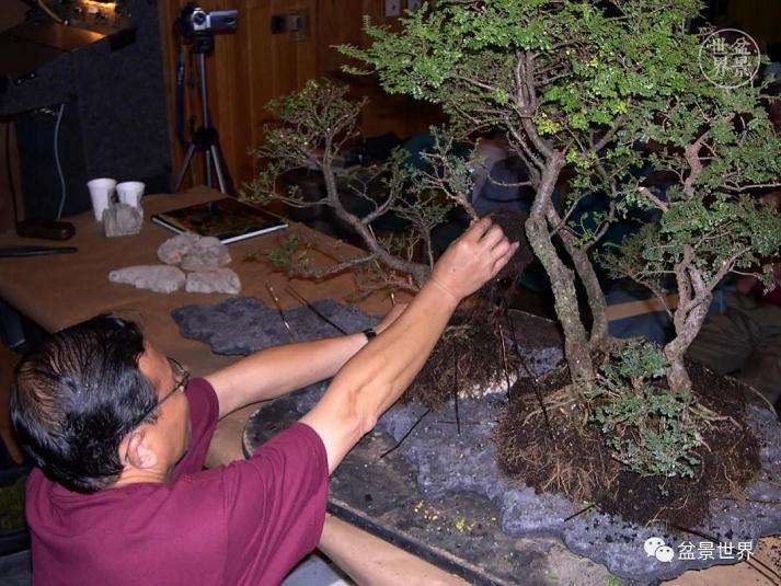 图解 赵庆泉大师制作做丛林盆景的过程