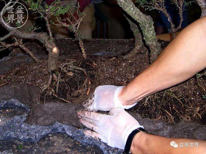 图解 赵庆泉大师制作做丛林盆景的过程