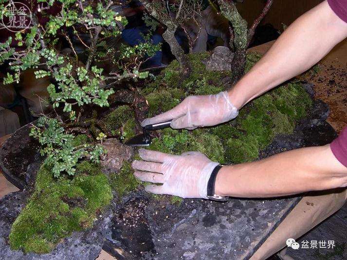 图解 赵庆泉大师制作做丛林盆景的过程