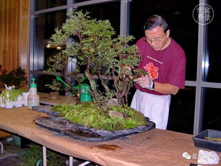 图解 赵庆泉大师制作做丛林盆景的过程