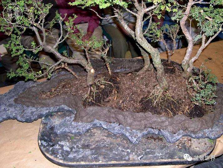 图解 赵庆泉大师制作做丛林盆景的过程