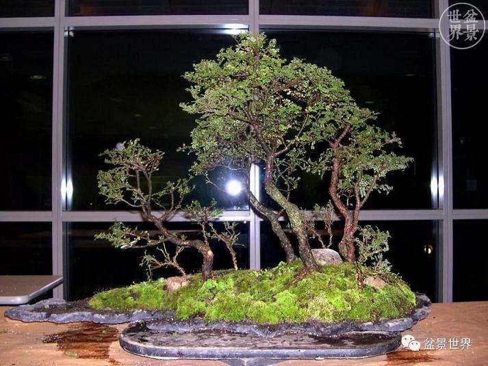 图解 赵庆泉大师制作做丛林盆景的过程