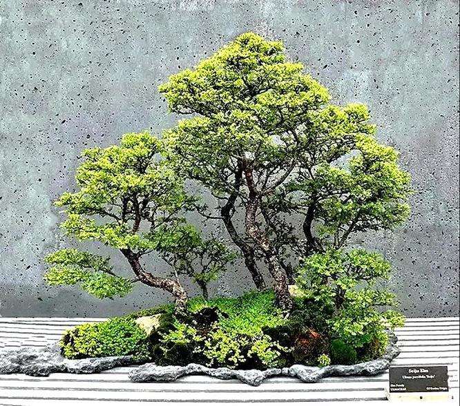 图解 赵庆泉大师制作做丛林盆景的过程