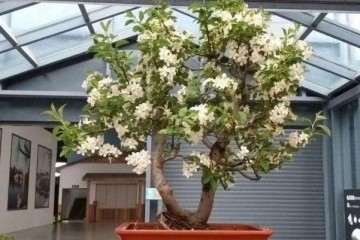 江苏扬州盆景艺术家-田丽