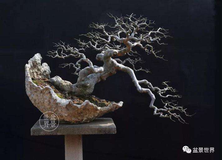 青年盆景艺术家