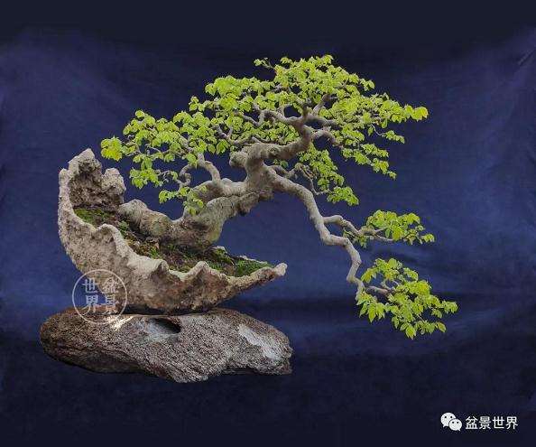 当代盆景圈内少壮派的代表人物 张志刚