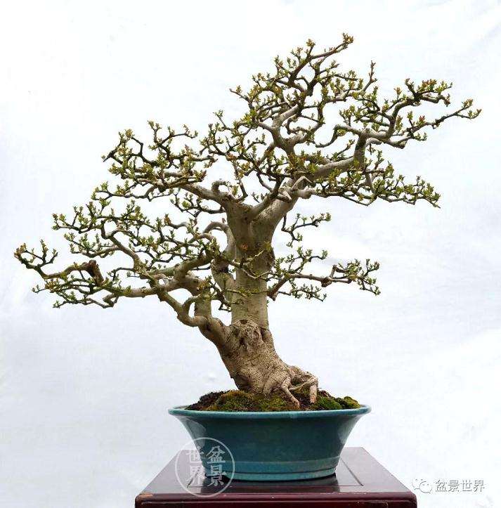 当代盆景圈内少壮派的代表人物 张志刚