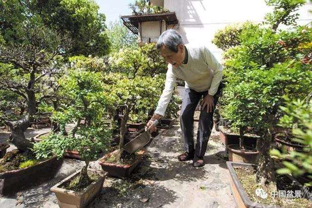十堰70岁老人酷爱盆景艺术