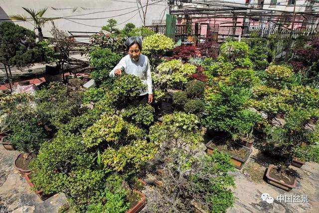 十堰70岁老人酷爱盆景艺术