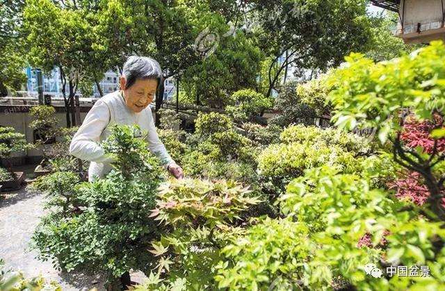 十堰70岁老人酷爱盆景艺术